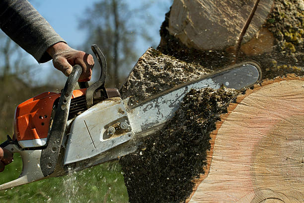 How Our Tree Care Process Works  in  Wayne, NE